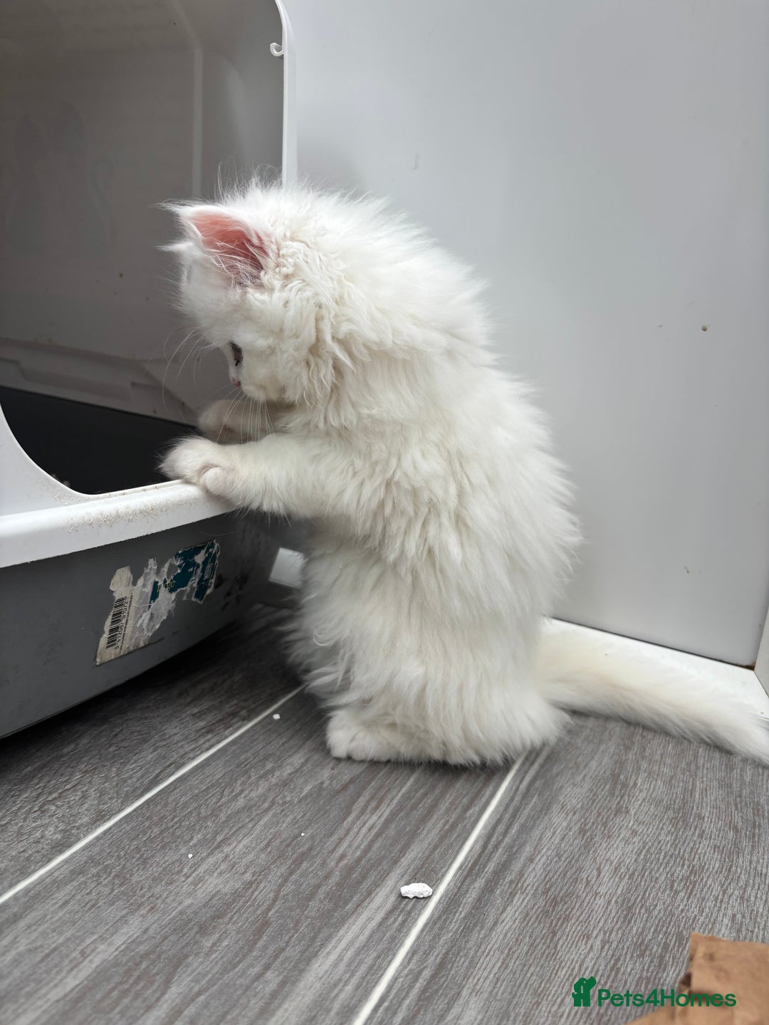 Persian cats for sale: Persian kittens for sale - Image 7