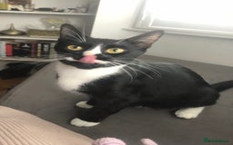 Mixed Breed cats for sale: Adorable Kittens for sale! - Image 8