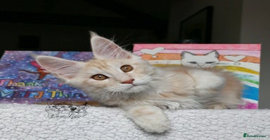 Maine Coon cats - Advert 11