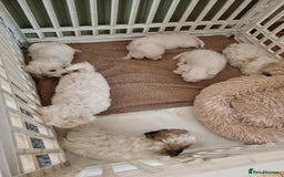 Zuchon dogs for sale: Bichon Frise puppy for sale  - Image 24