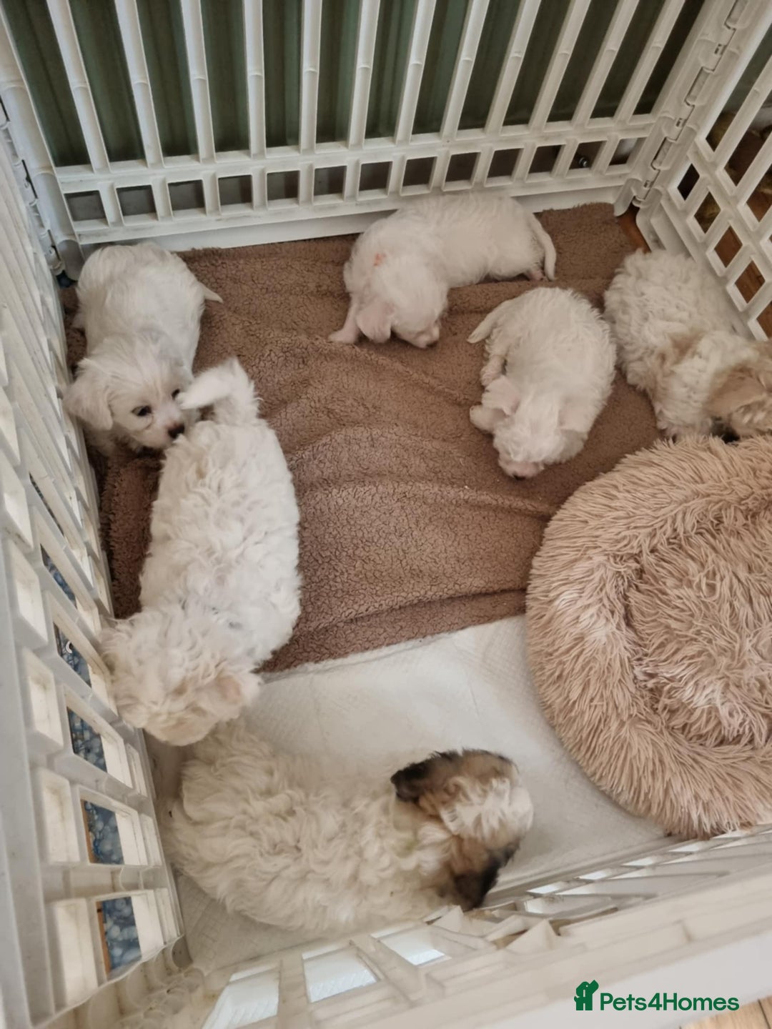 Zuchon dogs for sale: Bichon Frise puppy for sale  - Image 24