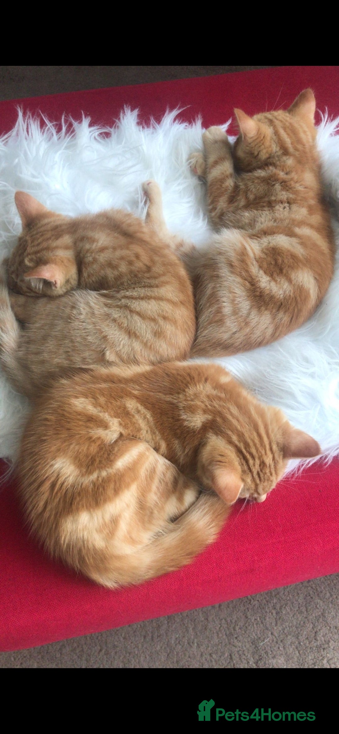 British Shorthair cats for sale: 1 ginger british short haired kitten(boy) - Image 10
