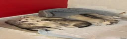 Utonagan dogs for sale: 7 stunning husky/malamute puppies in Waltham Abbey - Advert 22