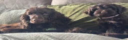 Cocker Spaniel dogs for sale: last female puppy  - Advert 1