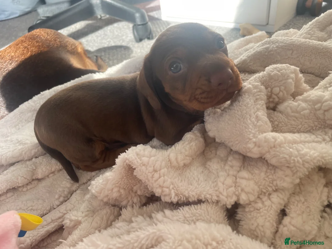 Miniature Dachshund dogs for sale: Min dash hound boy for sale  - Advert 11