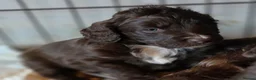 Cockapoo dogs for sale: Cockerpoo puppies F1 Reduced One Boy One Girl left - Advert 21