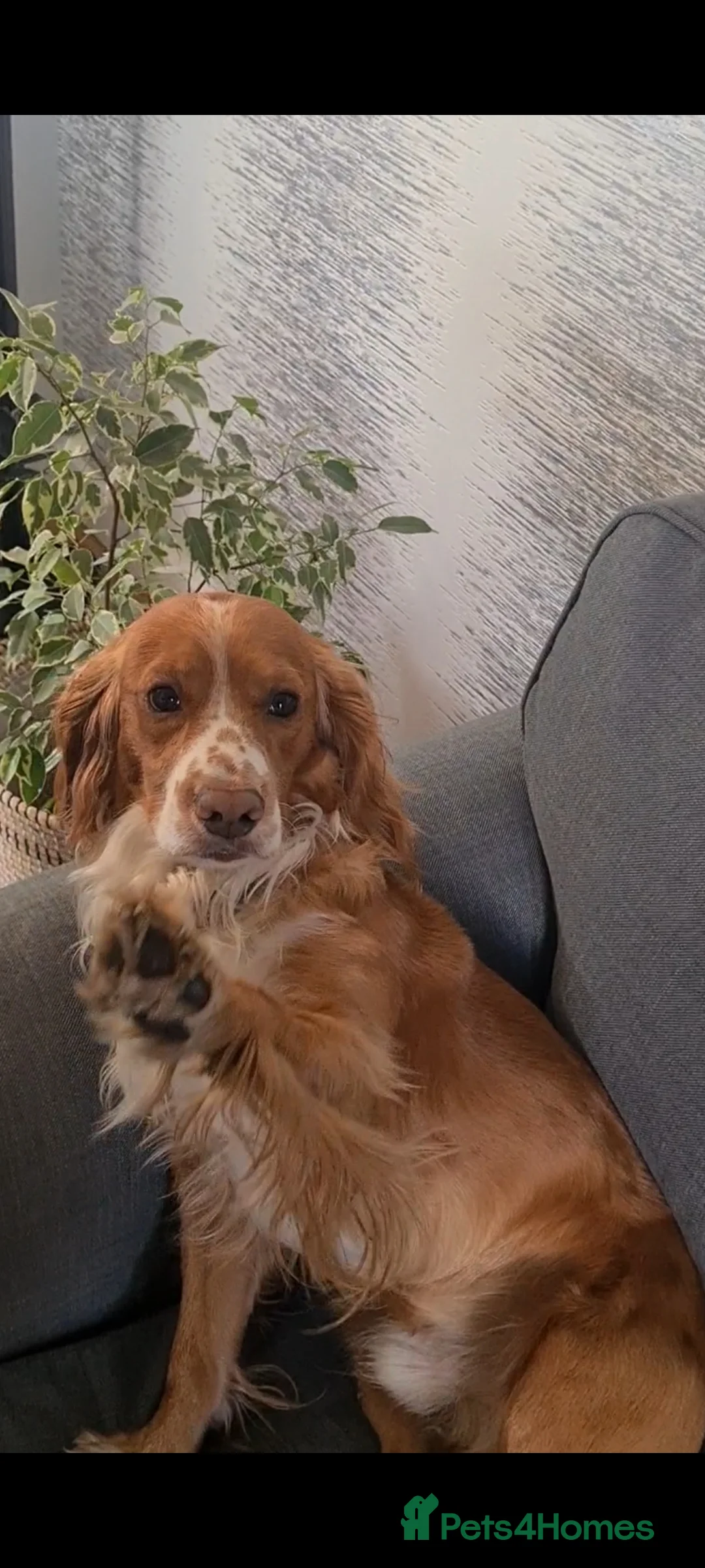 Cocker Spaniel dogs for stud: Working cockier spaniel stud  in Birkenhead - Advert 3