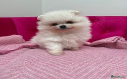 Pomeranian dogs for sale: READY 2nd August KC White Teddy Bear Poms - Image 11