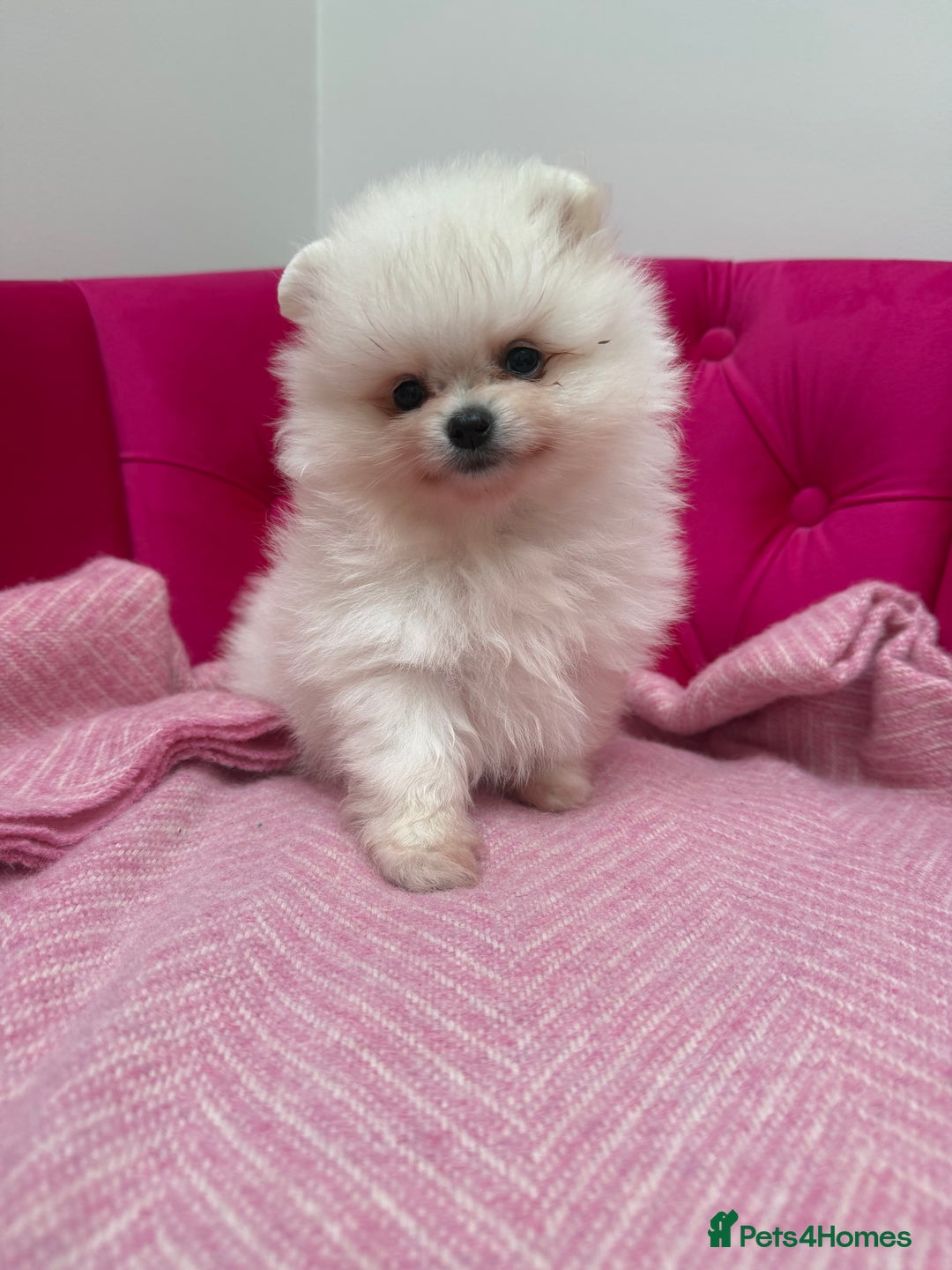 Pomeranian dogs for sale: READY 2nd August KC White Teddy Bear Poms - Image 11