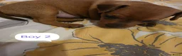 Miniature Pinscher dogs for sale: Beautiful Miniature Pincher puppies  - Advert 5