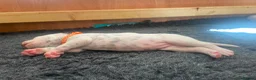Dalmatian dogs for sale: Exceptional KC Liver Spotted Dalmatian Puppies in Worcester - Advert 5