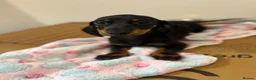 Miniature Dachshund dogs for sale: Adorable Miniature Dachshund Girl in Enfield - Advert 12