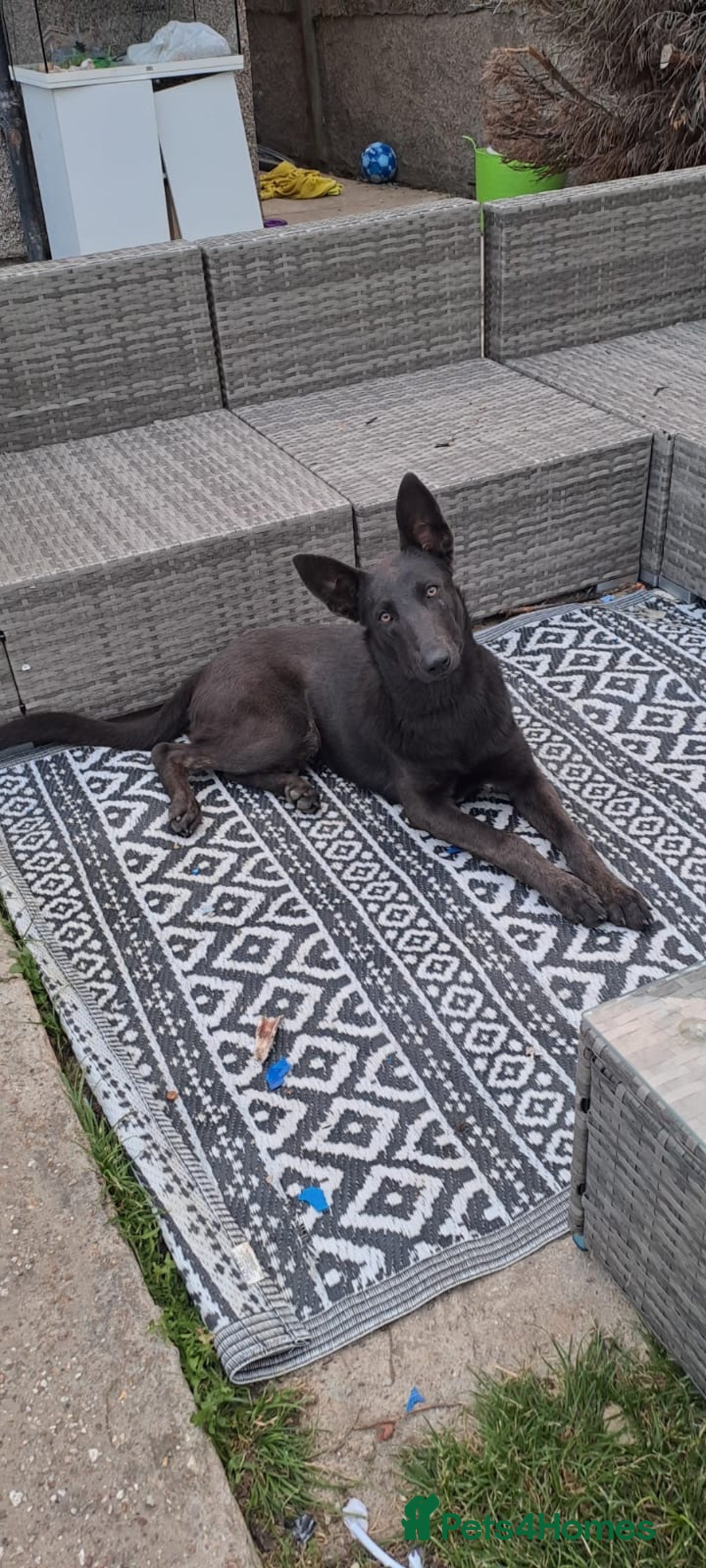 Belgian Shepherd Dog dogs for sale: Blue Dutch Herder - Image 2