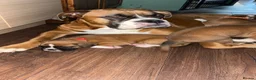 Boxer dogs for sale: Reduced champion bloodline-11 weeks old 🐾  - Advert 36