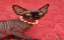 Sphynx cats for sale: Amazing kittens !!! in Maidstone - Image 19