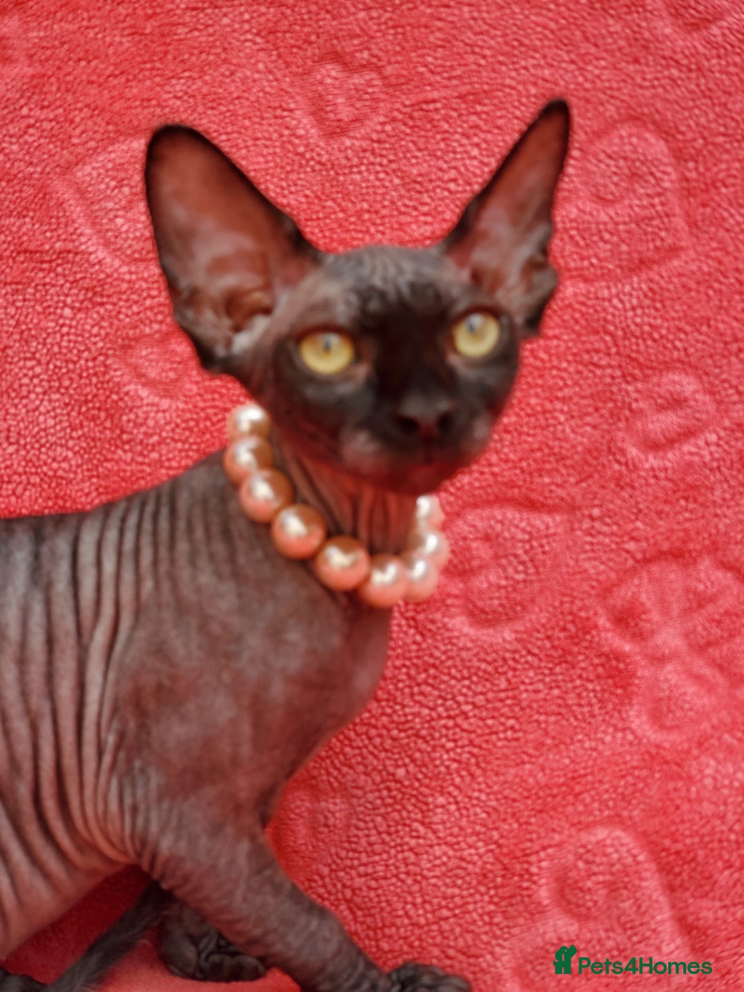 Sphynx cats for sale: Amazing kittens !!! in Maidstone - Image 19