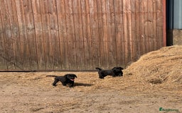Labrador Retriever dogs for sale: 5 Labrador puppies for sale  - Image 11