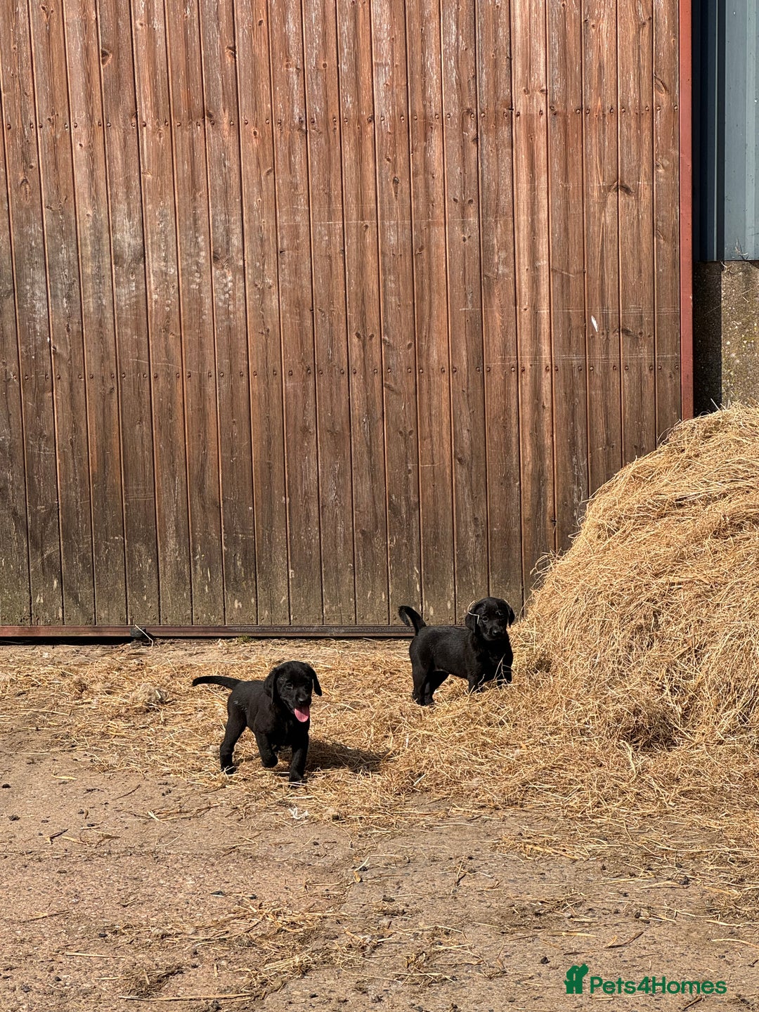 Labrador Retriever dogs for sale: 5 Labrador puppies for sale  - Image 11
