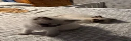 Ragdoll cats for sale:  Ragdoll kittens  - Advert 9