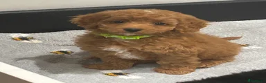 Cockapoo 2