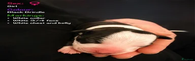 Boston Terrier 7