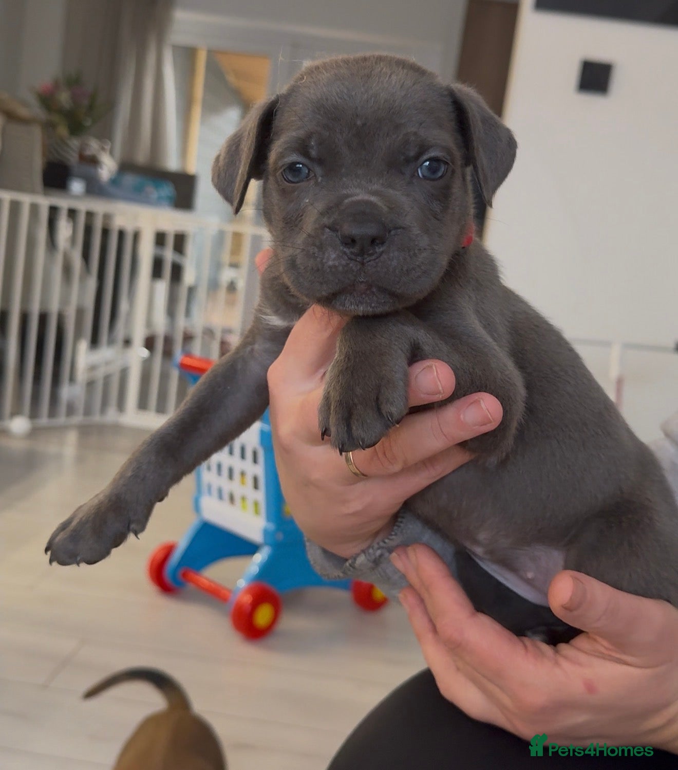 Cane Corso dogs ICF/ICCF Champion 6th GENERATION Cane Corso pups - Advert 8