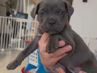 Cane Corso dogs ICF/ICCF Champion 6th GENERATION Cane Corso pups - Advert 8