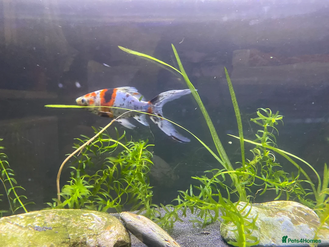 Goldfish fish for sale: Shubunkin goldfish 16cm - Advert 8