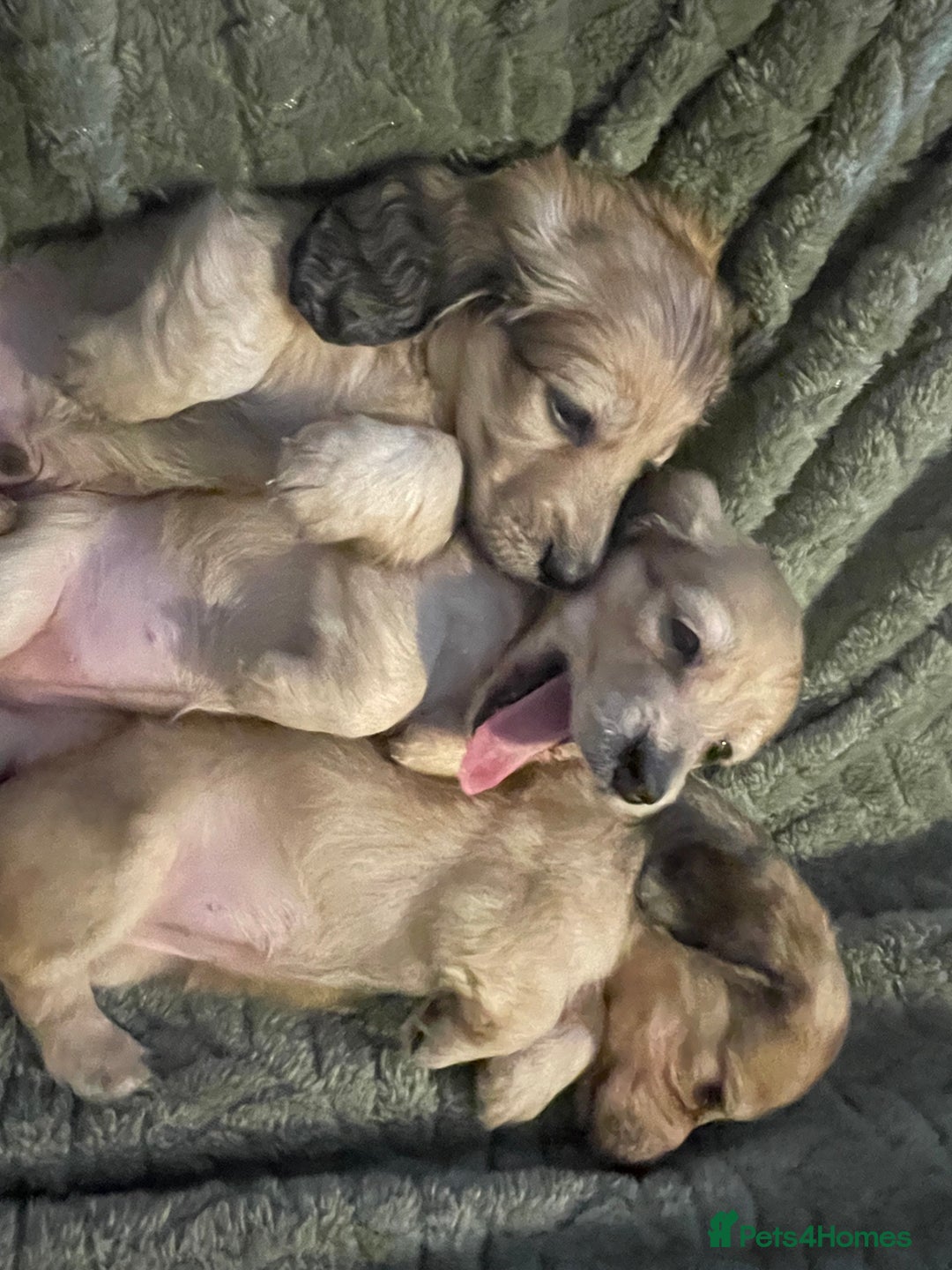 Miniature Dachshund dogs for sale: Beautiful Shaded Cream Long Haired Puppies - Image 2