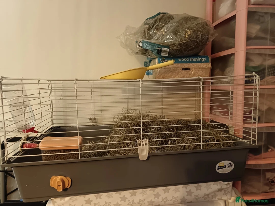 Guinea Pig rodents for sale: Mando the guinea pig  - Advert 4