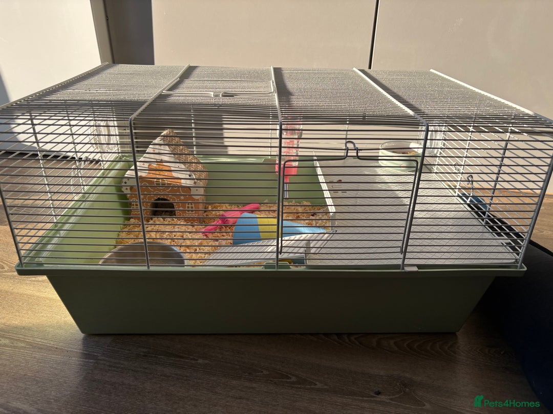 Hamster rodents for sale: Hamster Bean - Advert 4