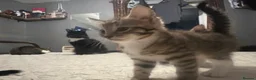 Mixed Breed cats for sale: 2 tabby kittens 🐱  - Advert 18