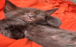 Bengal cats for sale: Kittens - Image 20