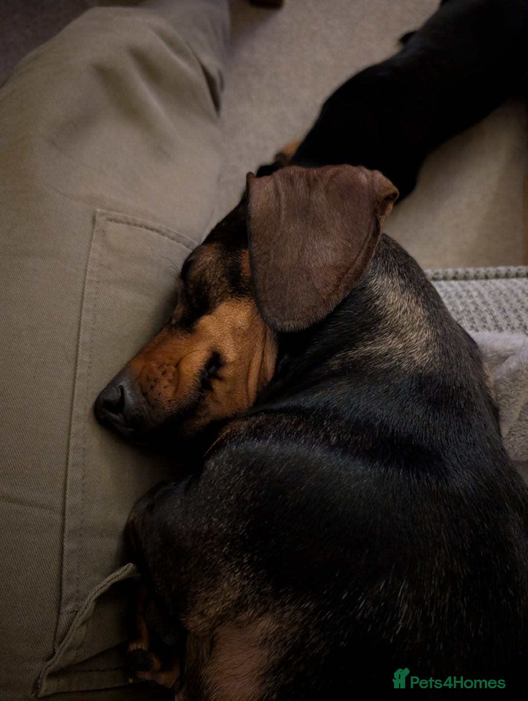 Miniature Dachshund dogs for sale: Adorable Female Mini Dachshund  - Advert 2