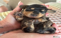 Miniature Dachshund dogs for sale: BEAUTIFUL KC REG AND PRA CLEAR MINIS - Image 6