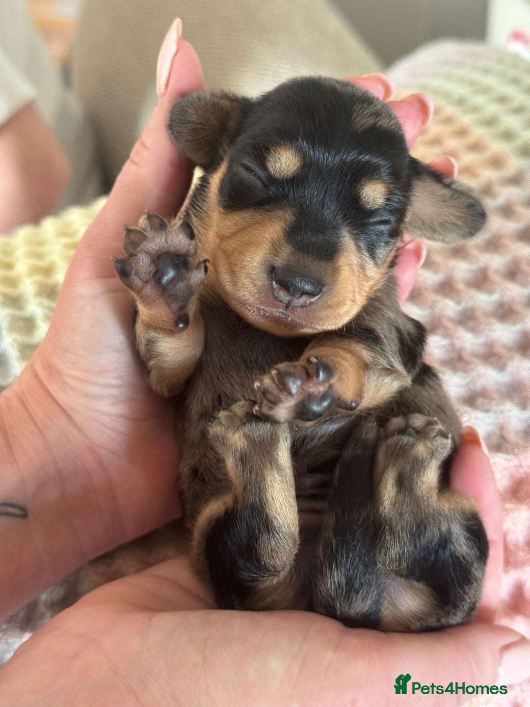 Miniature Dachshund dogs for sale: BEAUTIFUL KC REG AND PRA CLEAR MINIS - Image 6