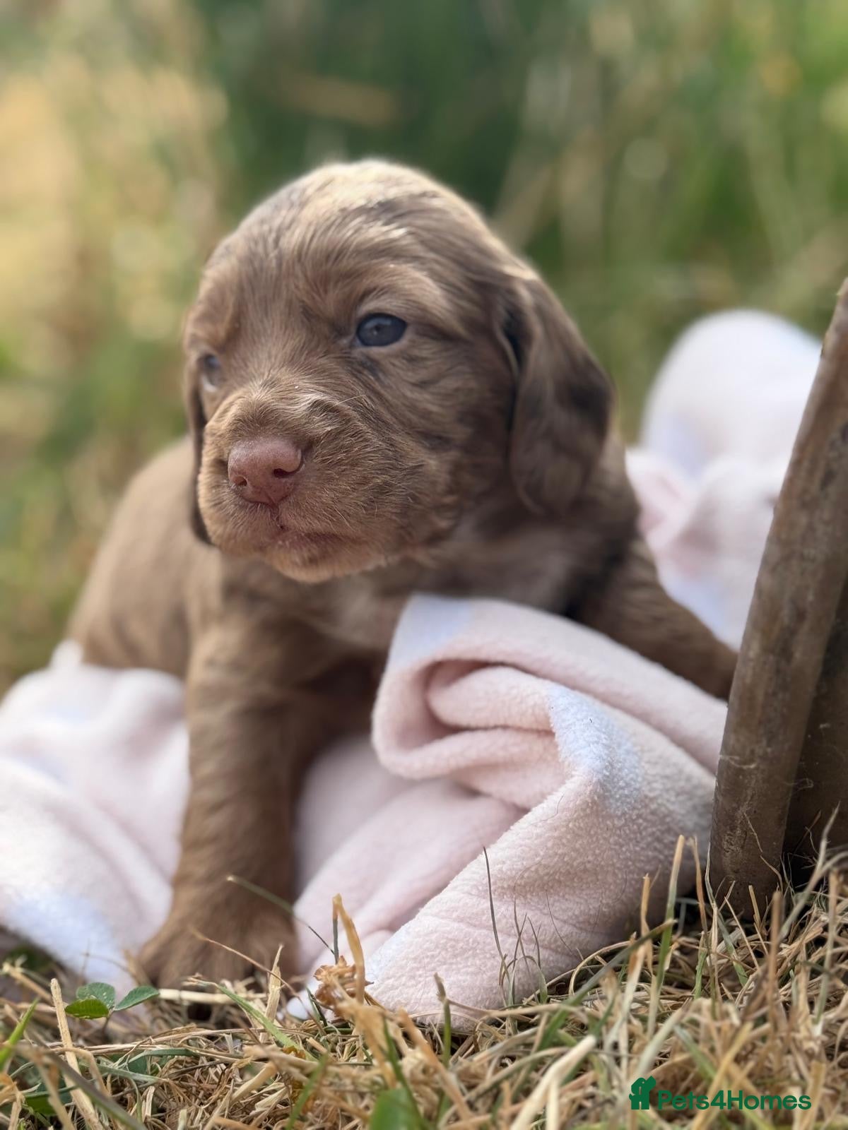 Cocker Spaniel dogs Beautiful & unique Cocker Spaniel litter  - Advert 12