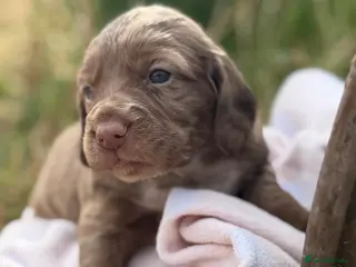 Cocker Spaniel dogs Beautiful & unique Cocker Spaniel litter - Advert 1