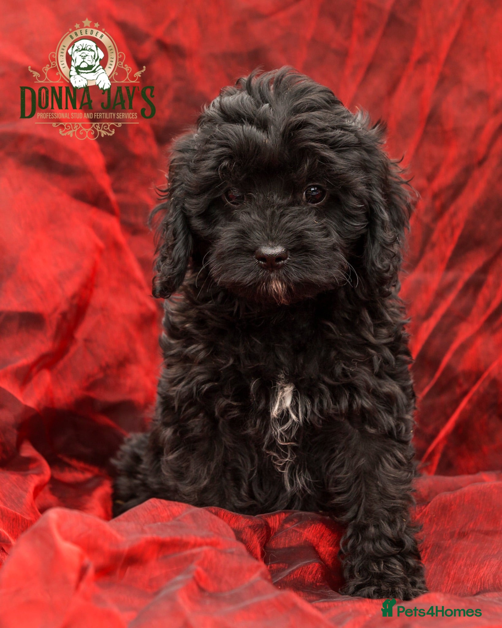 Cavapoo dogs DONNAJAYS 💫 exceptional F1 Toy Cavapoo babies  - Advert 2