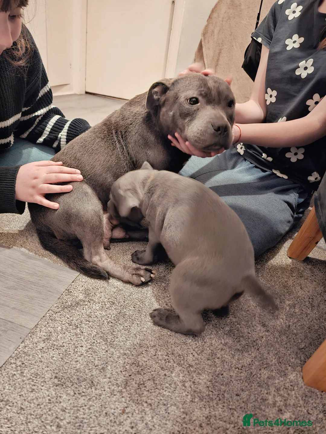Staffordshire Bull Terrier dogs for sale: Gorgeous staff pups blue - Advert 2