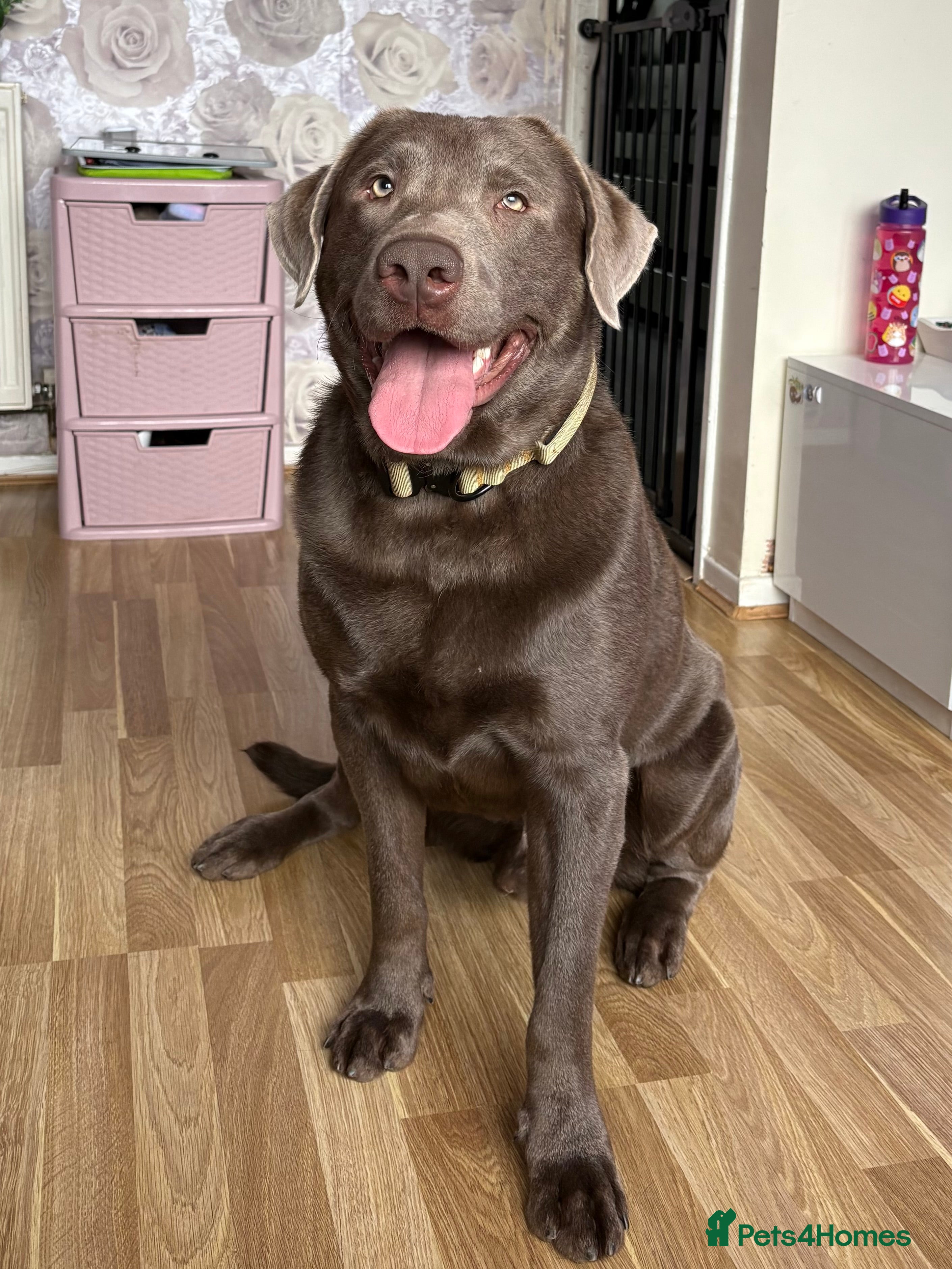 Labrador Retriever dogs Field Line Labrador Stud - Advert 6