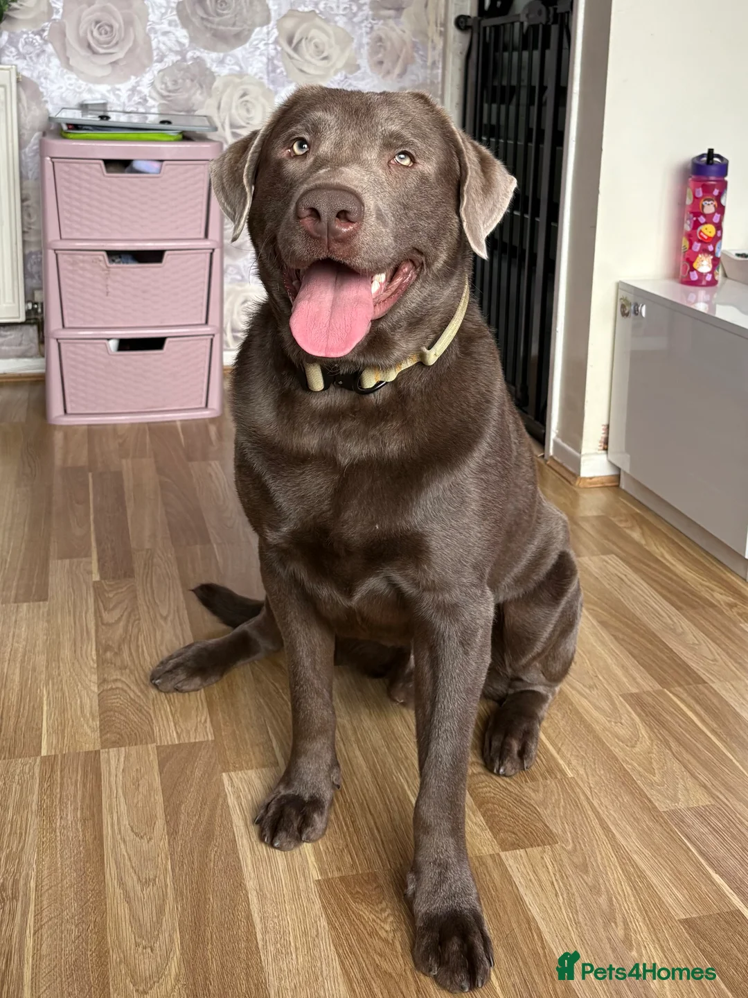 Labrador Retriever dogs for stud: Field Line Labrador Stud - Advert 2