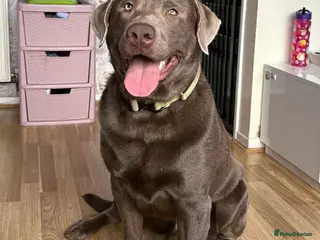 Labrador Retriever dogs Field Line Labrador Stud - Advert 6