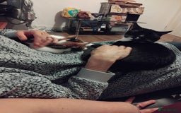 Mixed Breed cats for sale: Two siblings cats for sale  - Image 1