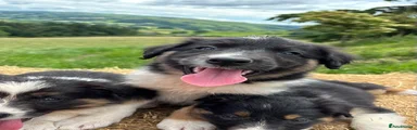 Border Collie 6