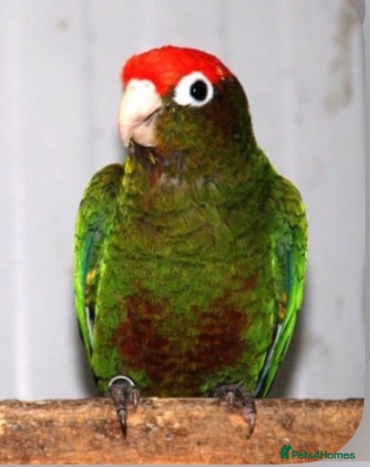 Conures birds Rare Rose crown Conure - Advert 1