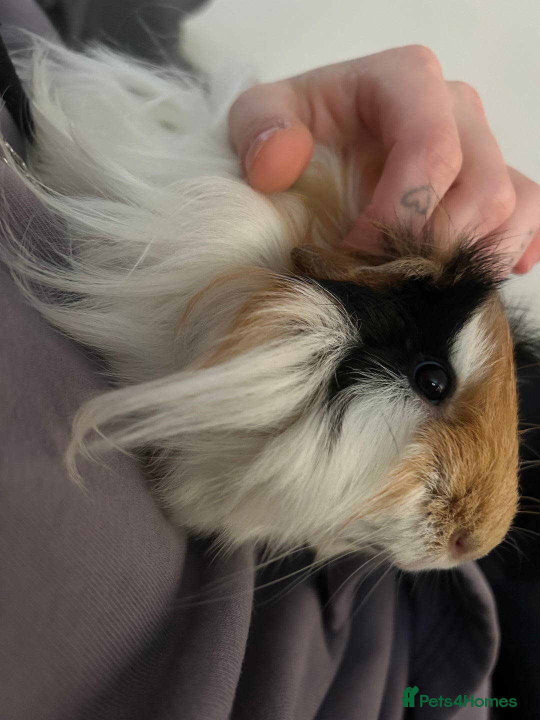 Guinea Pig rodents for sale: 2 male guniea pigs - Image 3