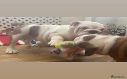 English Bulldog dogs for sale: Kc reg  1 White & Red boy only fully vaccinated  - Image 22