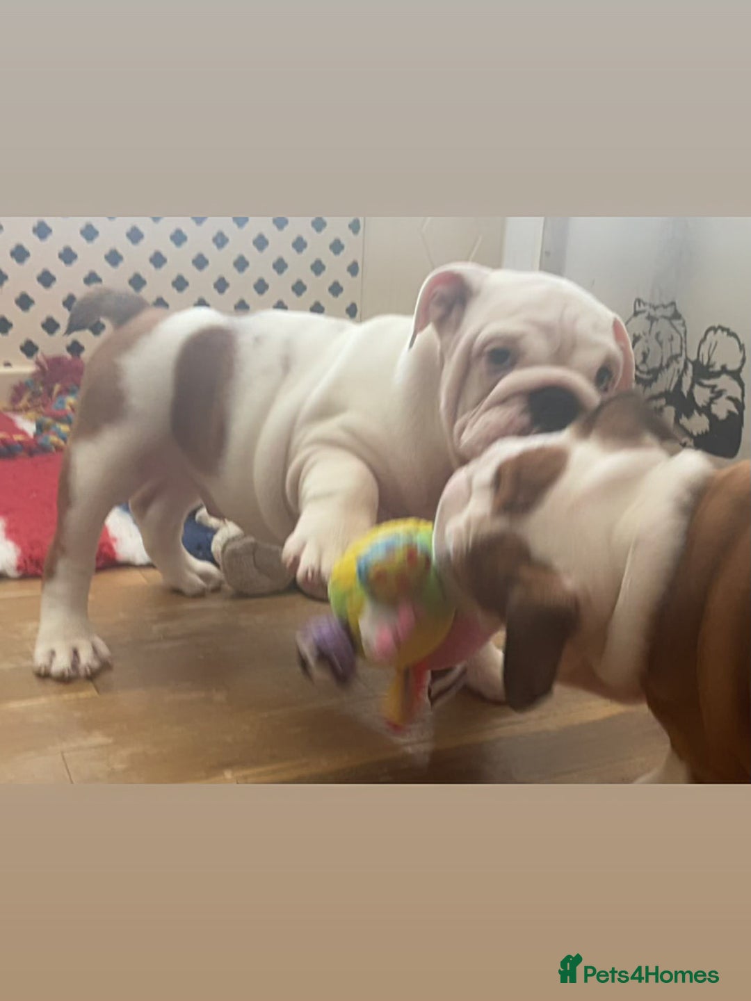 English Bulldog dogs for sale: Kc reg  1 White & Red boy only fully vaccinated  - Image 22