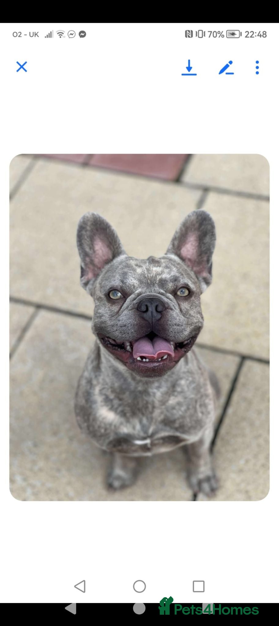 French Bulldog dogs French bulldog boy  - Advert 7